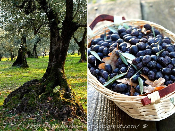 masline-negre-preparare